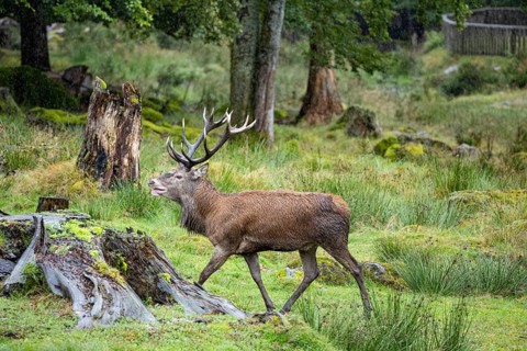 Red deer (Cervus elaphus) Rutting behaviour captive Germany