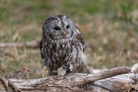 One tawny owl or brown owl (Strix aluco) sitting on a branch feeding on a mouse