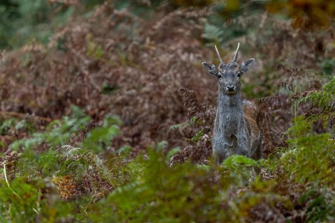 The fallow deer (Dama dama) has spotted the photographer, now it's time to wait motionless and hope