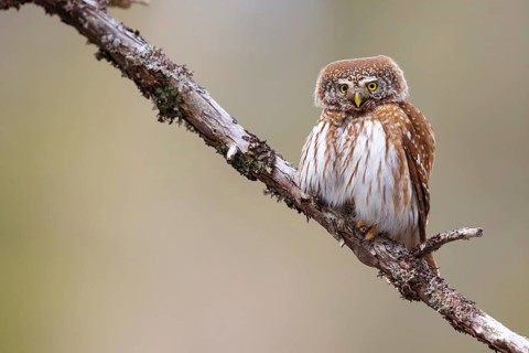 Pygmy owl (Glaucidium passerinum), Luce, Mountain area, Luce, Styria, Slovenia