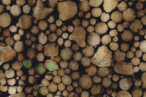 Felled wood in Waldhufen, 12.04.2024