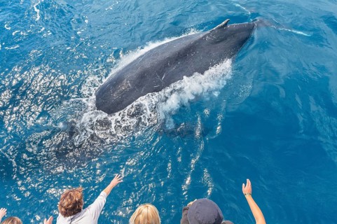 People on boat watching Humpback whale (Megaptera novaeangliae), Hervey Bay, Queensland, Australia