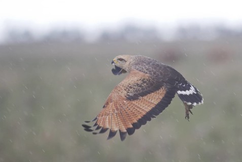 Savanna Hawk (Buteogallus meridionalis) flying, Corrientes, Argentina