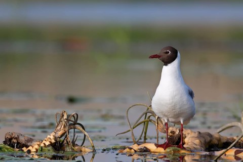 Black-headed Gull (Chroicocephalus ridibundus), Mecklenburg-Western Pomerania, Germany