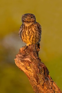 Little Owl (Athene noctua), on dead apple tree branch in evening light, Biosphere Reserve, Swabian