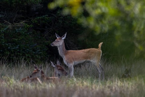 A red deer calf (Cervus elaphus) finishes its rest and stretches, only a few of the bright spots