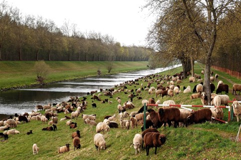 Sheep graze on a canal embankment, Endingen, Baden-Württemberg, Germany