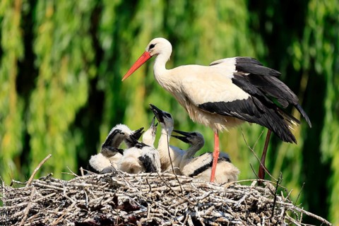 White stork (Ciconia ciconia), adult, juvenile, chick, nest, family, Heidelberg, Germany
