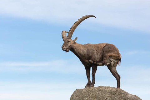 One adult ibex (Capra ibex) standing on a rock like a statue with blue sky behind him on 2500 m sea
