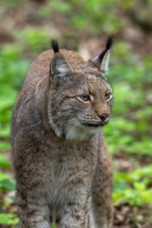 Close-up of Eurasian lynx (Lynx lynx) hunting in forest