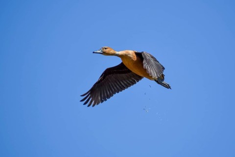 Fulvous whistling duck (Dendrocygna bicolor) in flight, Buenos Aires, Argentina