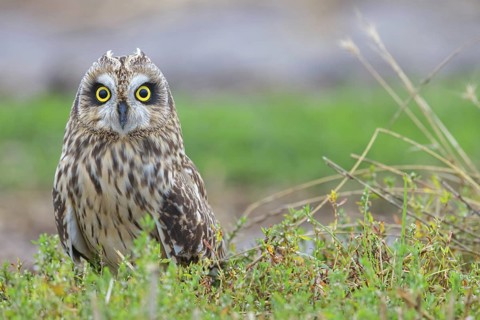 Short-eared owl, (Asio flammeus), animals, birds, owls, birds of prey, biotope, habitat, foraging,