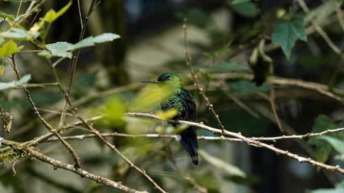 A vibrant green hummingbird sits elegantly on a twig amid a verdant forest, with blurry foliage in