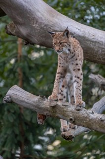 One Eurasian lynx, (Lynx lynx), sitting on a fallen tree. Frontal view with green vegetation in the