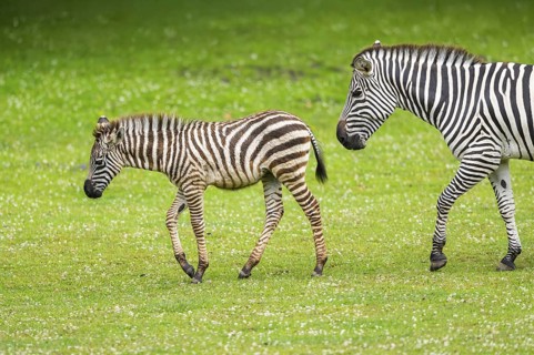 Plains zebra (Equus quagga) mother and foal walking on a meadow, Germany