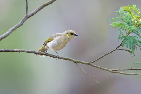 Fuscous Honeyeater (Ptilotula fusca), Victoria, Australia