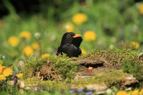 A blackbird sits in a mossy meadow full of yellow flowers in spring. A male blackbird (Tardus