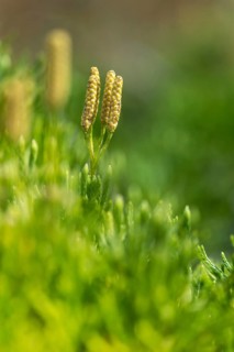 Bearlobe family, diphasiastrum complanatum, flatbear lobe, common flatbear lobe, lycopodiaceae,