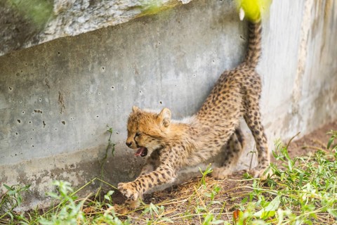 Cheetah (Acinonyx jubatus) youngster stretches and yawns, captive, occurrence Africa