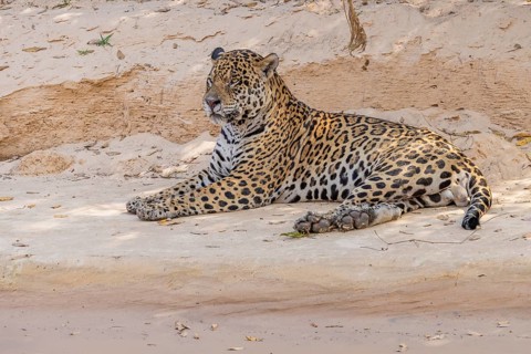 Jaguar (Panthera onca) lying on sandy shore, Pantanal, Brazil