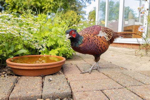 Common or Ringed-necked pheasant (Phasianus colchicus) adult male bird on an urban garden patio,