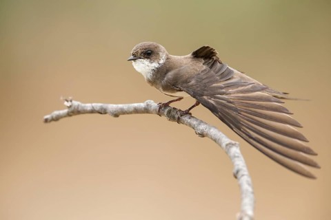 Sand Martin (Riparia riparia) stretching wing, perched on a branch, Poland