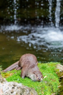 A Eurasian otter (Lutra lutra) lies on the riverbank amid green vegetation on a cloudy day. A small