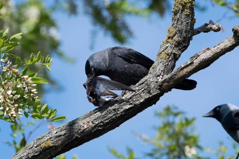 Western Jackdaw (Coloeus monedula) perched on a branch feeding on Barn Swallow (Hirundo rustica)
