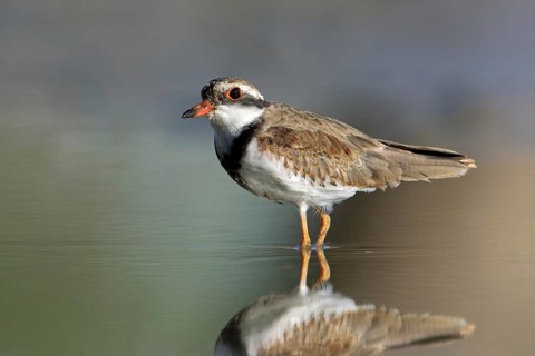 Black-fronted Dotterel (Elseyornis melanops) juvenile, Victoria, Australia