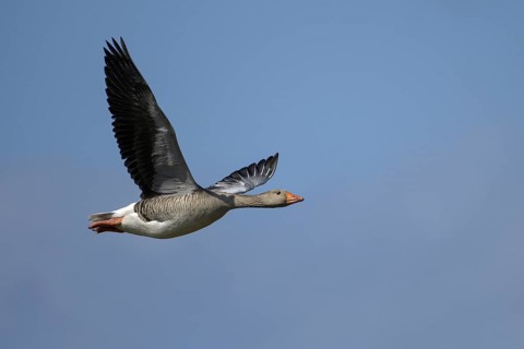 Graugans (Anser anser), Greylag goose, Altvogel im Flug, April, Insel Texel, Nordsee, Nordholland,