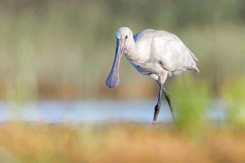 Eurasian Spoonbill (Platalea leucorodia) juvenile foraging, Groningen, Netherlands