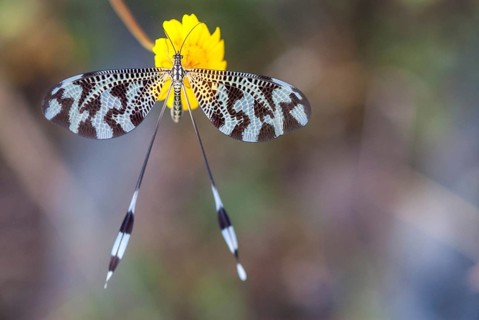 Below thread lacewing, nemoptera bipennis, southwestern European threadlike, Extremadura, insects,