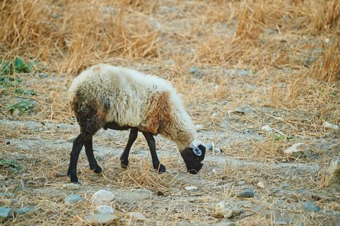 Domestic sheep (Ovis aries) on a barren meadow, Crete, Greece