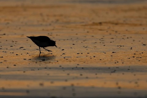 Grey plover (Pluvialis squatarola) silhouette of an adult wader bird in winter plumage feeding on a
