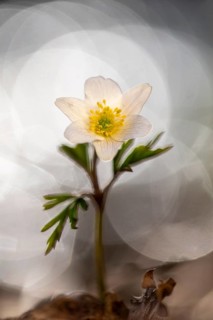 A flowering wood anemone (Anemone nemorosa), Vechta, Lower Saxony, Germany