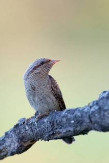 Eurasian Wryneck (Jynx torquilla), Nizhegorodskaya, Russia