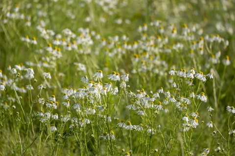 A field full of blooming camomile flowers in a green meadow under bright sunlight, Münsterland,