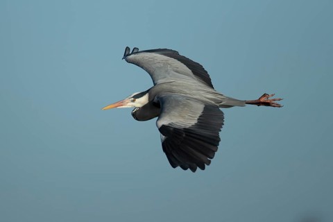 Grey heron (Ardea cinerea) adult bird flying, England, United Kingdom