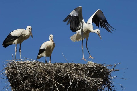 White Stork (Ciconia ciconia) nest, Texel, Netherlands