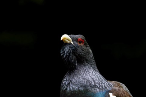 A bird with dark grey feathers and a red eye patch, seen in profile against a black background,