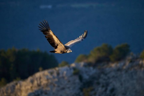 A majestic griffon vulture glides effortlessly above forested cliffs, its expansive wings