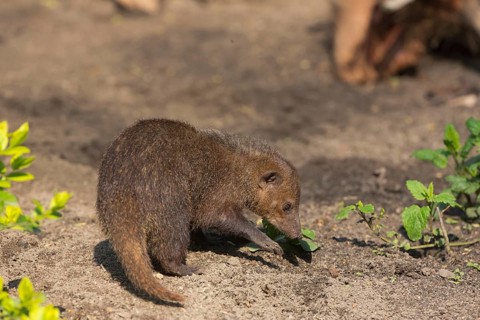 One common kusimanse (Crossarchus obscurus), also known as the long-nosed kusimanse, cusimanse or
