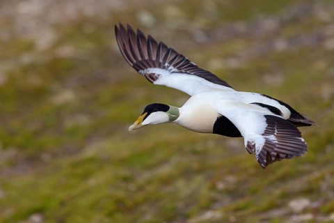 Common eider (Somateria mollissima), duck, drake, flight photo, Longyearbyen, Svalbard Spitsbergen,