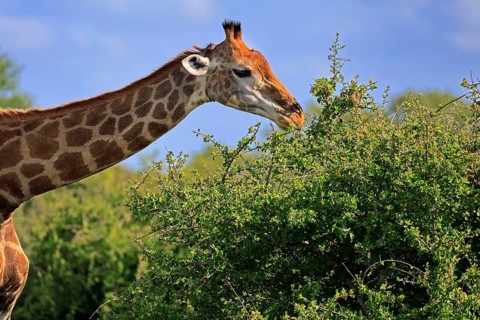 Giraffe (Giraffa camelopardalis giraffa), adult, feeding, portrait, Kruger National Park, Limpopo