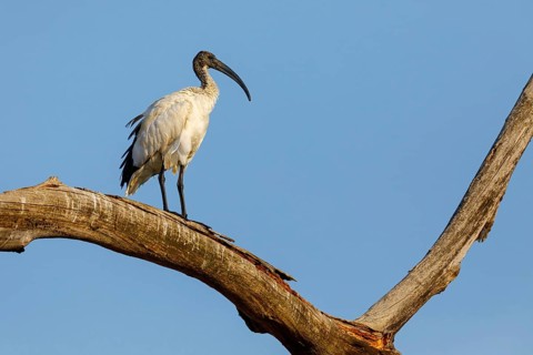 African sacred ibis (Threskiornis aethiopicus), family of ibises and spoonbills, Raysut, Salalah,