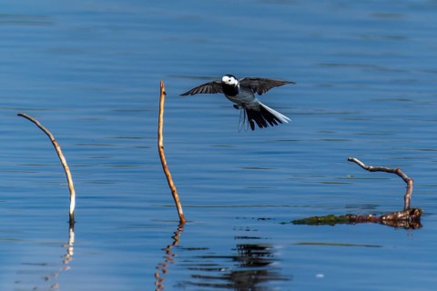 A bird flies just above the water past branches under a blue sky, white wagtail (Motacilla alba),