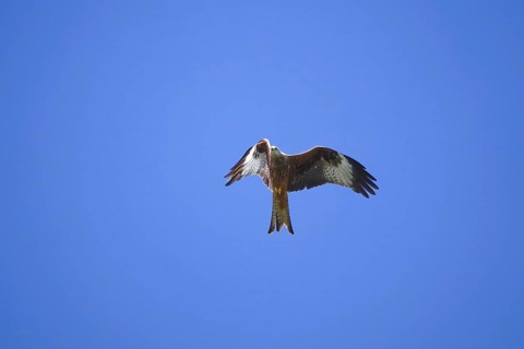 Red kite in flight, April, Saxony, Germany