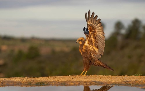 An eagle with golden-brown plumage gracefully extends its wings against a soft sunset, beautifully