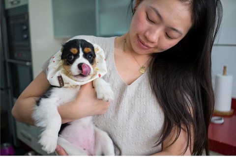 A woman with cute cavalier king charles spaniel puppy wearing a stylish feeding accessory, safely