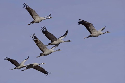 Common Crane (Grus grus) flying, Vaestergoetland, Sweden